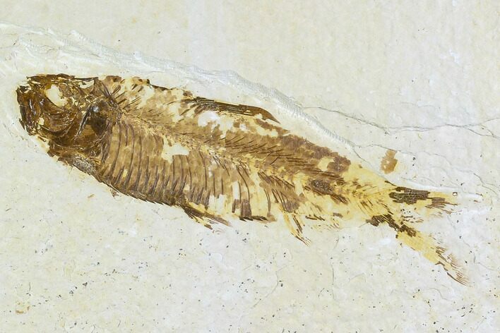 Bargain, Fossil Fish (Knightia) - Wyoming #108314